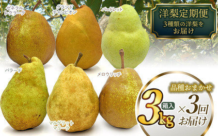 【令和7年産 先行予約】山形県鶴岡市産 洋梨定期便　3種類の洋梨をお届け　約3kg×3回 品種おまかせ　庄内産直センター