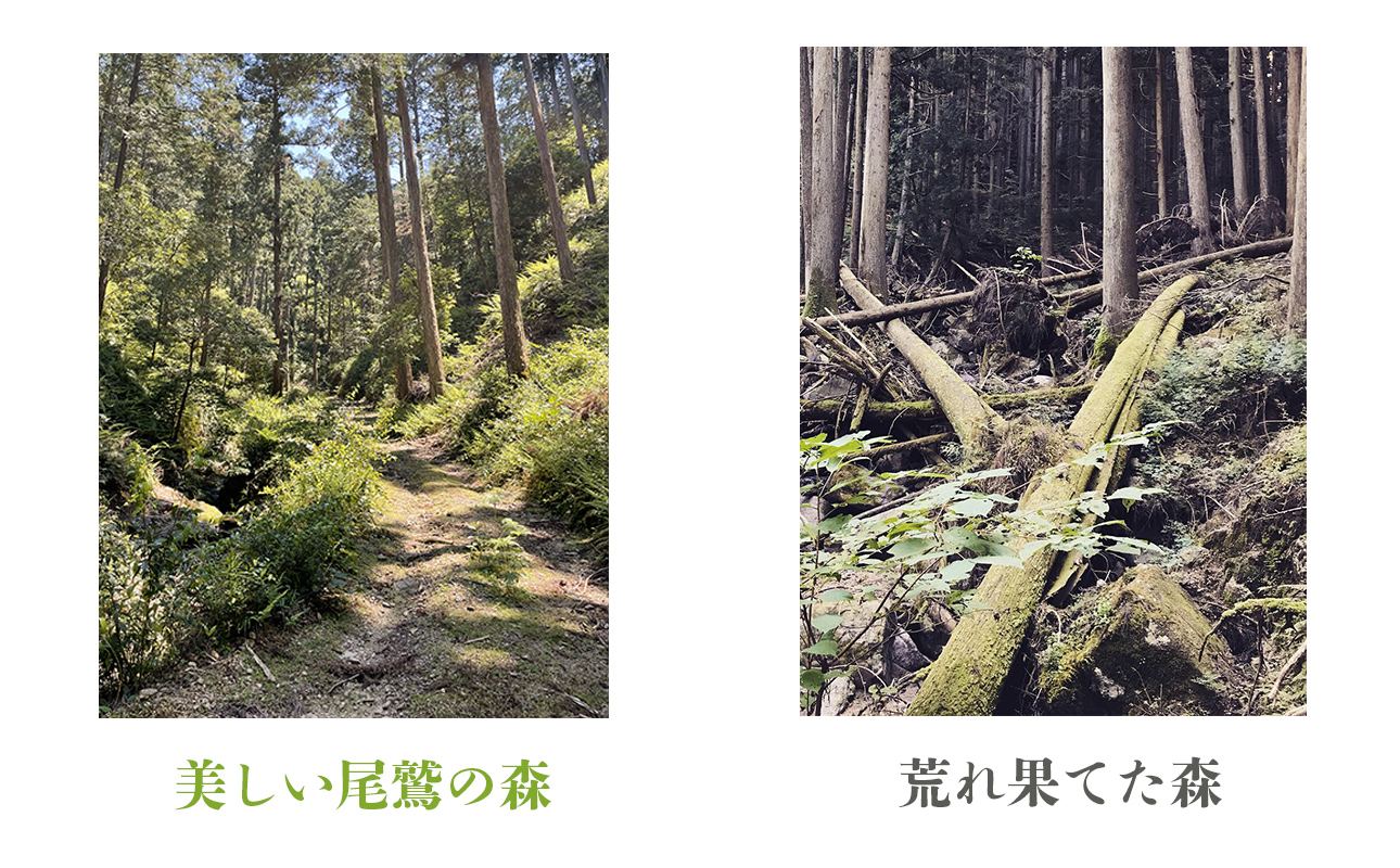 三重県 尾鷲（オワセ）ヒノキ使用、職人技「伊勢逢わせ」一枚板テーブル　幅1,800×奥行750～850×高さ約720mm　【家具 インテリア 一枚板 おすすめ ブランド メーカー オーダーメイド 手作り おしゃれ 木 テーブル ダイニング 家族 一人暮らし 脚 天板 新生活 引越し 椅子 イス ブルック 三重県 四日市市 ふるさと納税】 (イセオワセ イチマイイタテーブル)