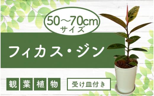 
3月～発送【観葉植物】フィカス・ジン50cm～70cm(弓指園芸/014-1457) 南国鹿児島県で育った 観葉植物！植物 鉢付 インテリア 室内 オフィス おしゃれ プレゼント ギフト 開店祝い 移転祝い マイナスイオン【配送不可地域：北海道・沖縄県・離島】
