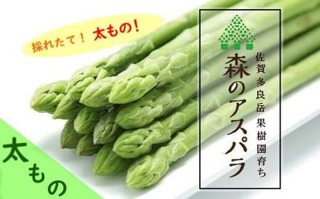 【令和7年3月より発送開始】太もの！採れたて直送！「森のアスパラ」800ｇ　アスパラ アスパラガス グリーンアスパラ 国産 採れたて旬 野菜 佐賀県 太良町 NB8