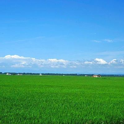 ふるさと納税 大潟村 あきたこまち無洗米5kg |  | 02