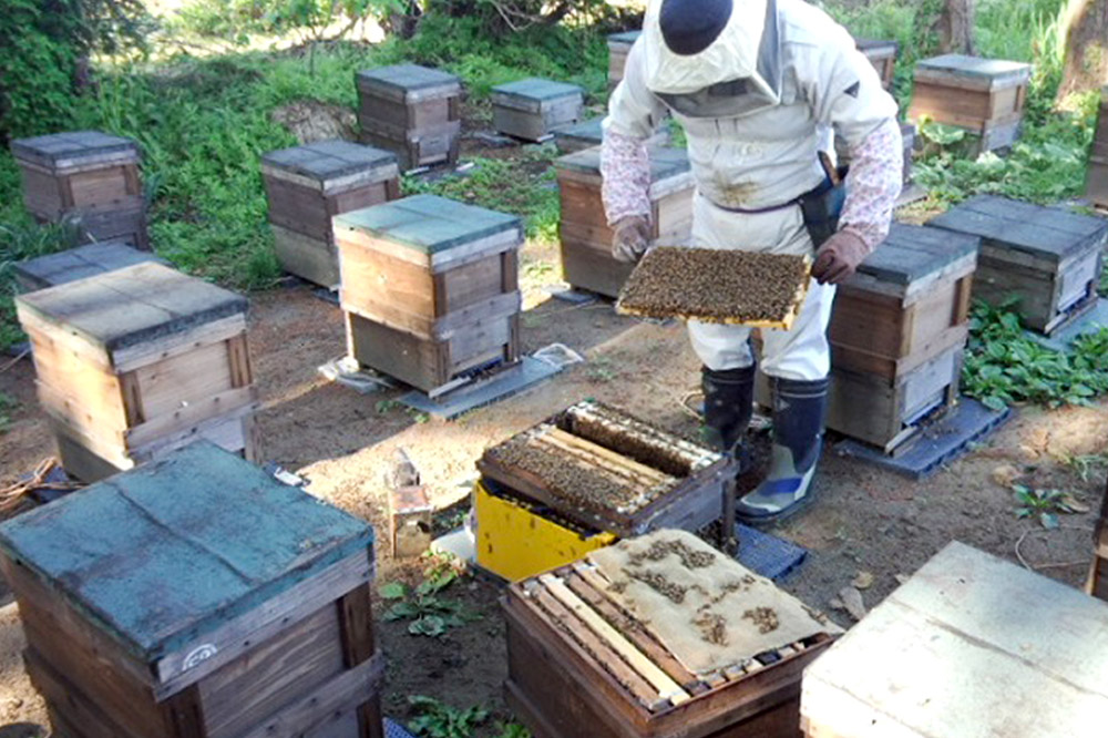 天然百花 はちみつ 1200g【でんのうさん家】ハチミツ 蜂蜜