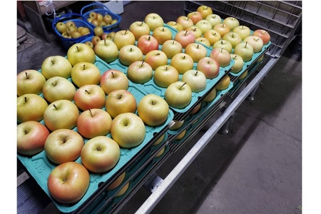 【2025年10月発送】【訳あり】 りんご 約5kg トキ〈樹上完熟〉 青森産