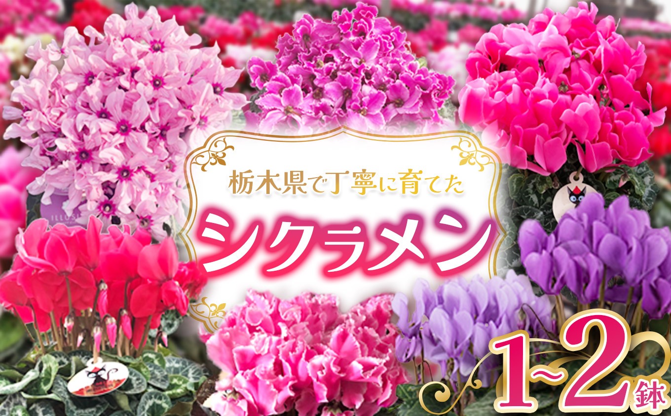 シクラメン 選べる品種 | 11月発送 12月発送 鉢植え 花 園芸 イリュージア ドラゴン シューベルト ドリームパープル ドリームピンク ヨハンシュトラウス クリスマス 贈り物 ギフト 室内インテリア 送料無料 先行予約 栃木県 下野市