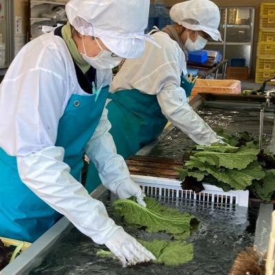 ふるさと納税 熊野市 熊野特産　たかな漬「めはり」100g×10袋【化粧箱入り】 |  | 02