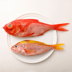 【3回定期便】季節の鮮魚 おまかせお楽しみセット（ブロンズコース）天然魚 食べ比べ 魚介類 海鮮料理【J00023】