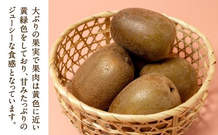 福岡県産 博多甘うぃ 約1.4kg（大玉9玉入り）【2026年10月下旬～11月下旬発送予定】キウイ キウイフルーツ フルーツ 果物 くだもの 先行予約