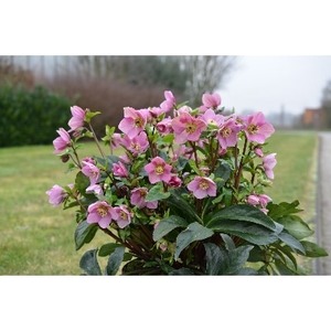 【先行予約】 花 冬の貴婦人 クリスマスローズ 新品種 ラベンダー ピンク 開花株 4.5号 冬 季節 ガーデン ガーデニング 庭 贈答 プレゼント ギフト 植物 2025年12月初旬より発送開始 オ