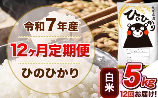 令和7年産【12ヵ月定期便】 白米 ひのひかり 定期便 5kg 5kg×1袋《お申込み翌月から出荷》 熊本県産 精米 ひの 米 こめ ヒノヒカリ コメ お米