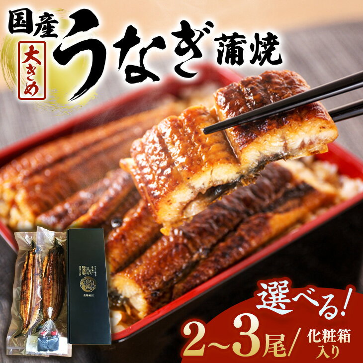 【ふるさと納税】【選べる内容量】大型サイズ ふっくら柔らか 国産 うなぎ 蒲焼き ◇｜ウナギ 鰻 魚介 丑の日