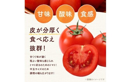 【先行予約】トマト好き必見！ファンゴッホ 4kg 肉厚中玉トマト_Y124-0027