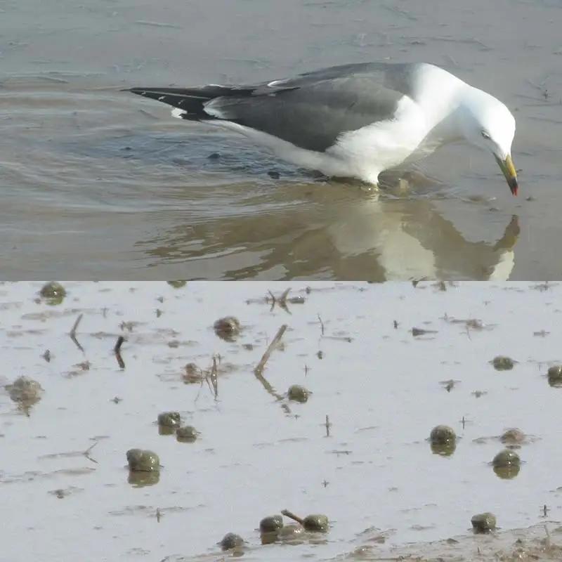 【令和7年産】特別栽培米 つや姫（タニシ米）精米10kg（5kg×2袋）　山形県鶴岡産　アベ・アグリ米　| つやひめ 米 コメ こめ 10キロ 米どころ 庄内米 ブランド米 ご飯 ごはん 美味しい お
