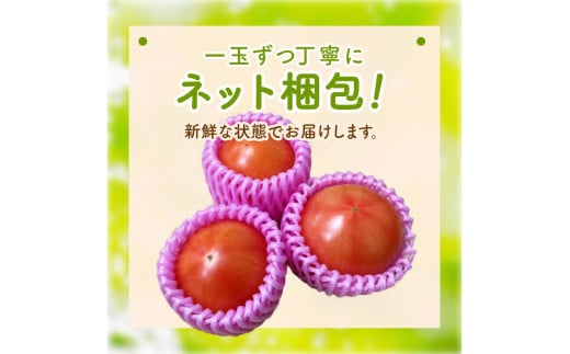 【先行予約】京丹後産 大玉トマト 1kg以上 春夏発送（2026年5月中旬～発送）