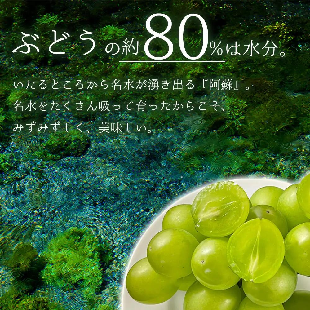 「後藤農園」 シャインマスカット 2房 約1.4kg～約1.6kg希少 ぶどう 新鮮 期間限定 皮ごと ブドウ お取り寄せ 熊本県 阿蘇市