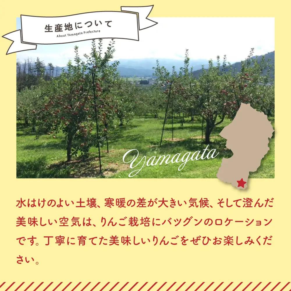りんご 令和8年産 訳あり りんご サンふじ 約10kg