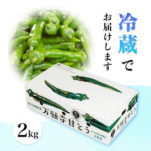 【夏発送】 万願寺甘とう 2kg 万願寺とうがらし 万願寺とうがらし 万願寺とうがらし 万願寺とうがらし 万願寺とうがらし 万願寺とうがらし