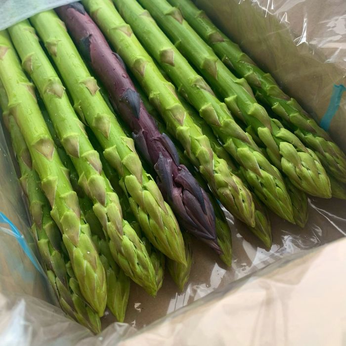 アスパラ王子が育てた自慢のアスパラ「極み」1kg (さぬきのめざめ おおもりや)【予約受付：令和7年3月中旬頃より御用意出来次第発送】【H-56】