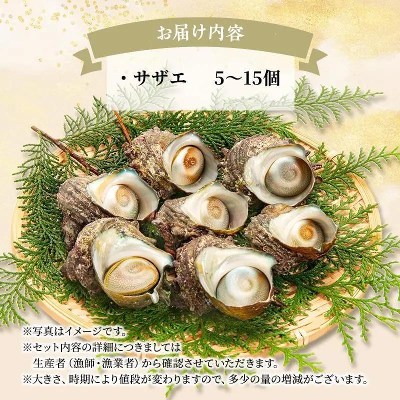 サザエ 活サザエ 5〜15個 活きたまま お届け 海鮮 サザエ