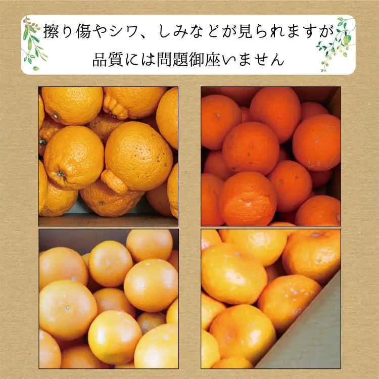 定期便【3か月】たっぷり届く♪ 訳ありみかんの定期便【tkb113】
