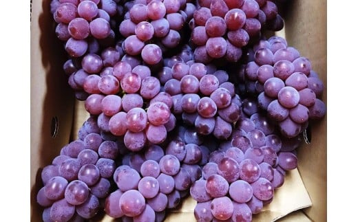 【農園直送！】種無ぶどう（デラウェア）２ｋｇ　特秀品　0044-2601