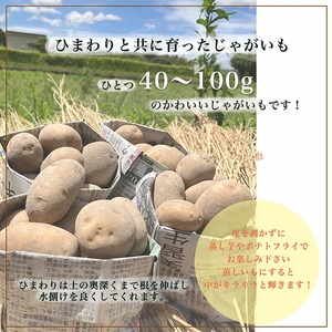 ひまわり畑で育った自然栽培のじゃがいも 6kg 京都府・亀岡産 かたもとオーガニックファームよりお届け ｜ 訳あり じゃがいも 芋 小さめ サイズ小 野菜 産地直送 ※離島への配送不可