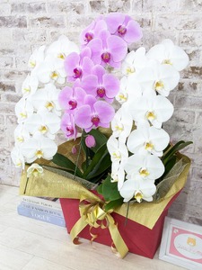 B099　【☆新機能☆ZERO胡蝶蘭】　紅白胡蝶蘭　３本立て＊白・ピンク＊（大輪）＜７つの特典付き！＞〈約高さ９０ｃｍ、横幅５５ｃｍ、奥行き４０ｃｍ〉33輪以上