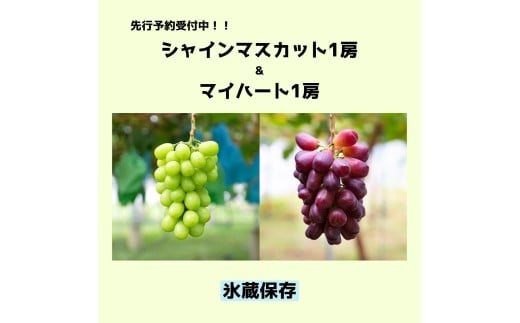 【2025年 先行予約】 【甘みが増す完熟 氷蔵保存】赤と緑にきらめく果実。マイハート１房とシャインマスカット1房【11月上旬頃より発送予定】 | シャイン ぶどう 葡萄 ブドウ くだもの 果物 フルーツ マスカット マイハート 先行 先行予約 氷蔵保存 長野県 塩尻市