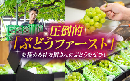 【2026年発送先行予約】 社方園の シャインマスカット 一房 化粧箱入り 【合同会社 社方園】ぶどう 大粒  熊本 熊本県産 国産シャインマスカット[ZBZ005]