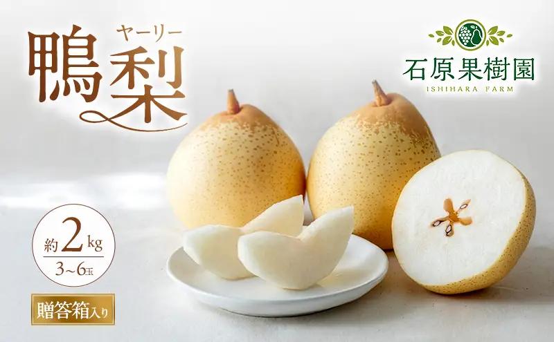 梨 2026年 先行予約 鴨梨（ヤーリー）3～6玉 合計約2kg 贈答箱  岡山県産 梨