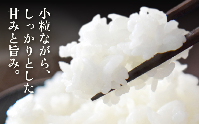 【先行予約】定期便 ≪3ヶ月連続お届け≫  令和8年産 生活応援米5kg × 3回（合計15kg）福井県越前町産【白米】【2026年10月中旬以降順次発送】【お米 コメ kome 5キロ  白米 玄米