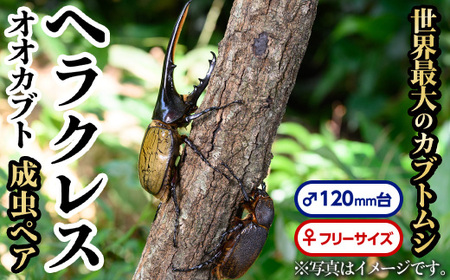 【C76001】ヘラクレスオオカブト (ヘラクレスヘラクレス) 成虫ペア オス(120mm台) メス(フリーサイズ) 鹿児島 ヘラクレス カブトムシ かぶとむし 雄 オス 昆虫 虫 むし 成虫 生体 飼育 生き物 生物【ビートル倶楽部】