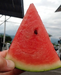 大玉すいか（羅皇ザ・スウィート）１個　0033-2406