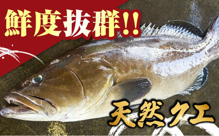 【全6回定期便】【 対馬産 】 天然 クエ 500g （切り身） 鍋 水炊き クエ 天然クエ [WAB019]