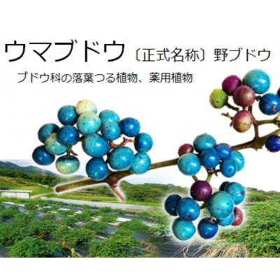 ふるさと納税 三木町 瞬冷凍☆ウマブドウ果実(野ぶどう)900g《3種のドリンクサンプル&レシピ&ウマブドウ茶付き》 |  | 03