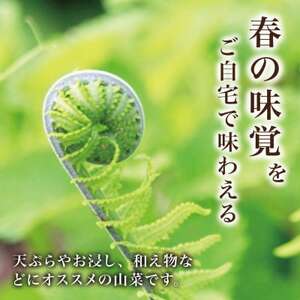 天然採取【西根の森】コゴミの苗 9本セット(ポット苗)国産山菜苗【1697540】