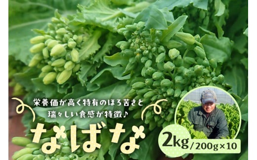 【先行受付 2024年12月中旬～2025年3月上旬発送予定】菜の花/ナバナ 2kg mi0039-0018 【緑黄色野菜 栄養 旬野菜 季節野菜 食物繊維 おひたし 漬物】