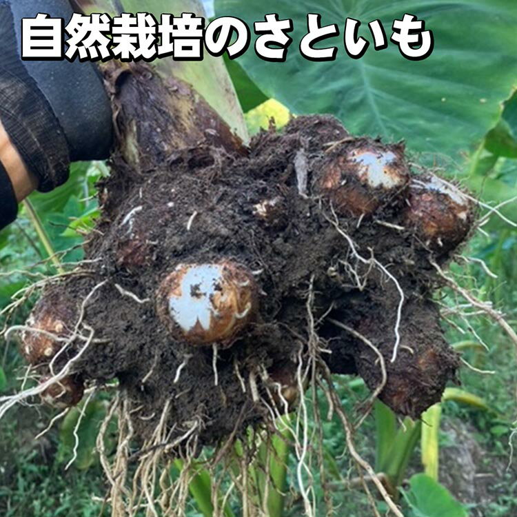 【ふるさと納税】＼選べる内容量／【期間限定】自然栽培のさといも 4kg 8kg 京都 亀岡産 かたもとオーガニックファームよりお届け《里芋 野菜 産地直送 国産 採れたて 新鮮 サトイモ》 ※2025年11月下旬～2026年2月下旬頃に順次発送 ※離島への配送不可