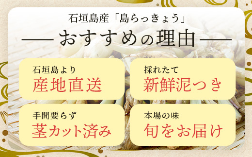 石垣島産 島らっきょう2000g 《2025年3月上旬～順次発送予定》｜沖縄 石垣 野菜 らっきょう 島らっきょう 2kg 産地直送 SI-102