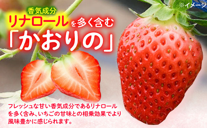 西海市産 いちご かおりの 計3kg（250g×12パック）＜武藤農園＞ [CFV003] 長崎 西海 いちご 苺 イチゴ 3kg 贈答 ギフト