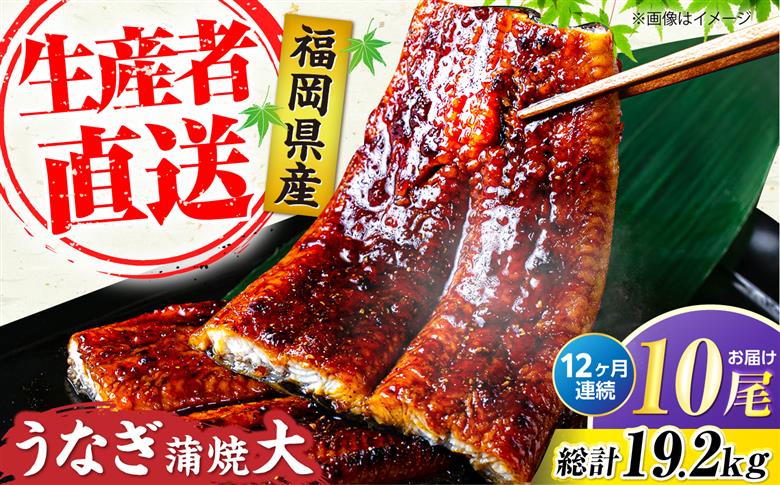 【全12回定期便】福岡県産 うなぎ 蒲焼 大 10尾　計1,600g（1尾あたり 160g以上）《豊前市》【福岡養鰻】 国産 鰻 ウナギ 蒲焼き [VAD029]