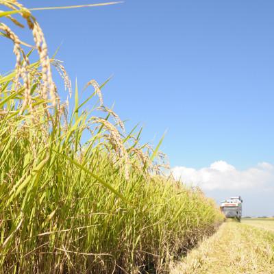 ふるさと納税 河内町 【毎月定期便】茨城県河内町産コシヒカリ20kg(10kg×2袋)全3回 |  | 02