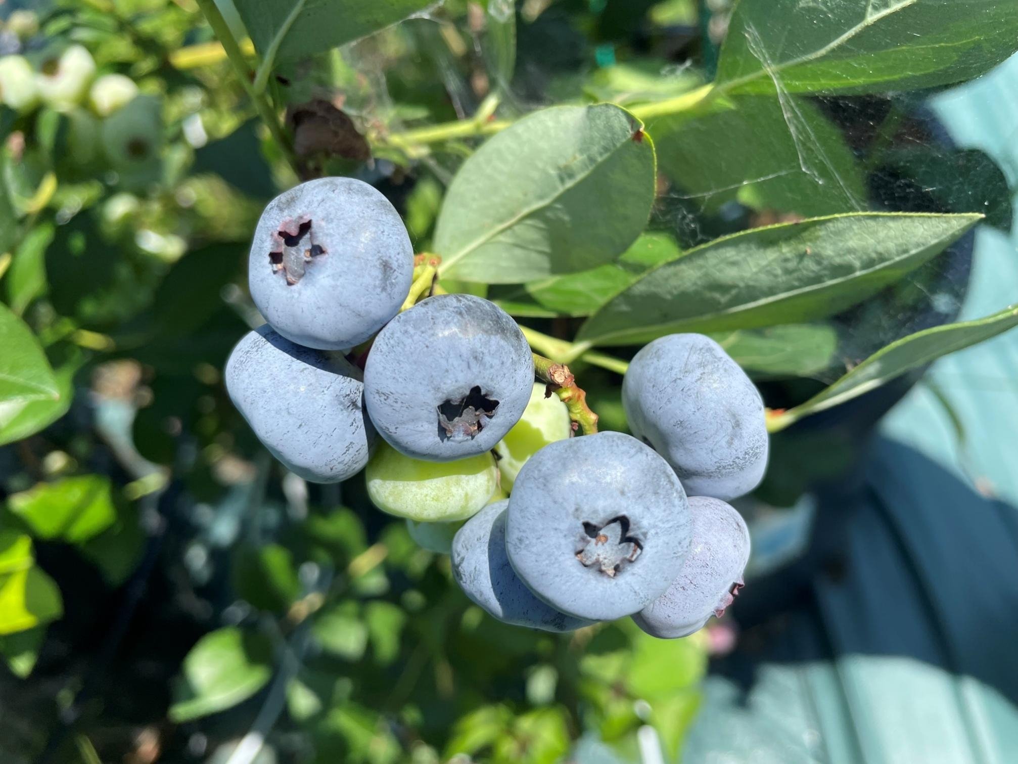 
            【数量限定】お驚きの大きさ！大粒ブルーベリー(1kg) 農薬不使用 有機栽培【えのさんのブルーベリー園】_HA1355
          