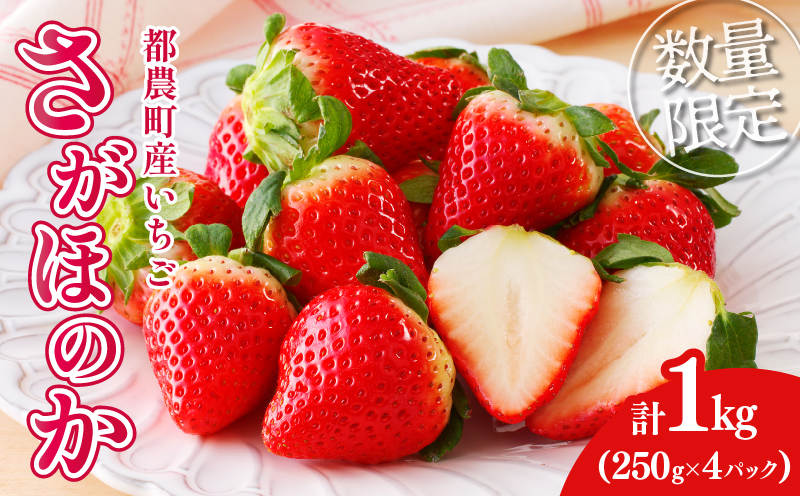 先行予約≪数量限定≫都農町産いちご「さがほのか」計1kg フルーツ 果物 デザート イチゴ 国産_T015-0011