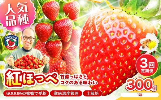 【2027年1月～5月発送予定】【いちご本来の甘酸っぱさを味わう】定番人気 紅ほっぺ 約300g（約300g×1パック×1箱）3ヶ月定期便【配送不可地域：北海道・沖縄・離島】【121D-010-2027】