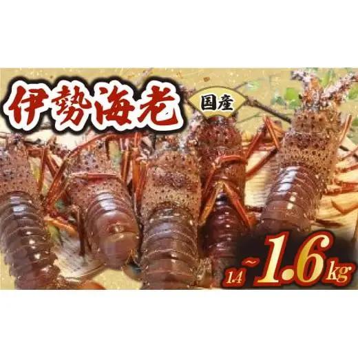 【 伊勢海老 】 伊勢海老2から6匹