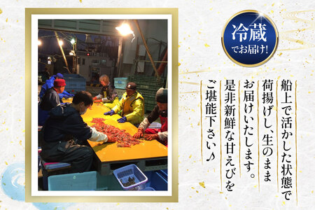 【期間限定発送】 極上激甘！白ガスエビ 冷蔵 800g