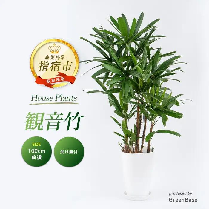 2026年1月中旬～発送【観葉植物】観音竹8号鉢 Green Base IB003-005 観葉植物 ※北海道・沖縄・離島配送不可