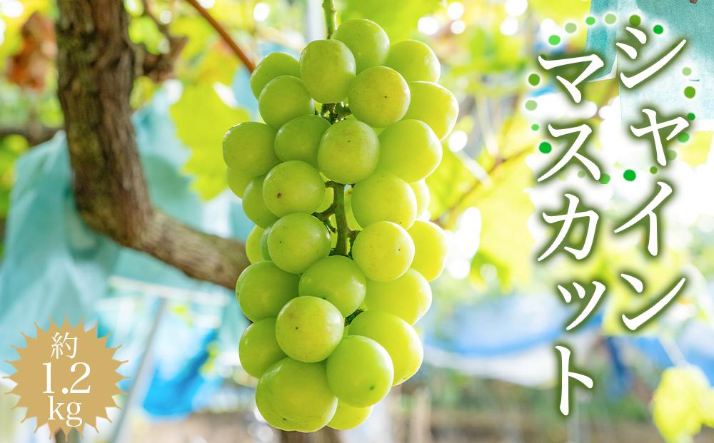 シャインマスカット 約1.2kg 【2025年8月中旬以降順次発送】 	AZ07