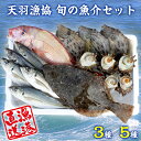 【ふるさと納税】魚介 魚 旬 3種 5種 セット 詰め合わせ おすすめ 活魚 鮮魚 新鮮 朝獲れ直送 産地直送 冷蔵便 天羽漁業協同組合