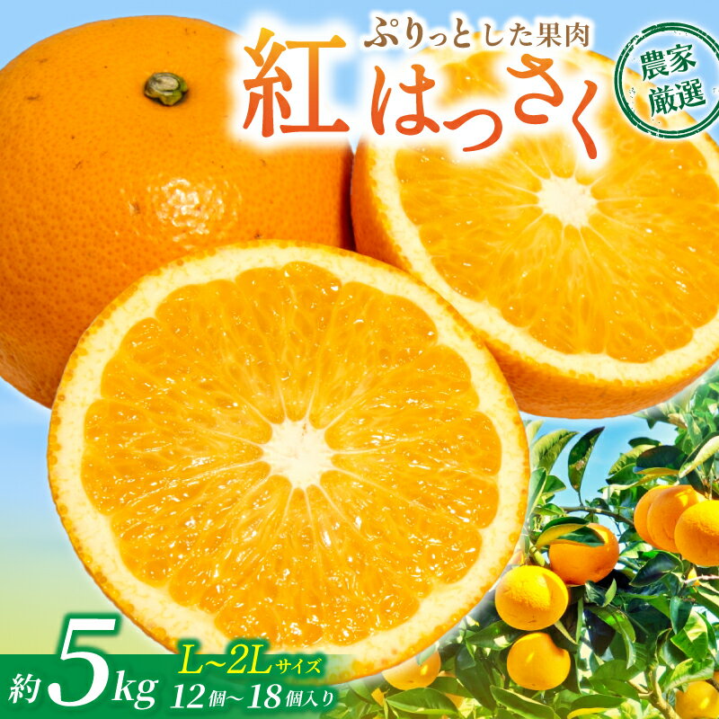 【ふるさと納税】 【先行予約】 【数量わずか】 あふれる果汁！ 希少な紅はっさく 秀品 5kg L～2L ※2026年1月初旬～2026年3月末頃に順次発送予定（お届け日指定不可） 　 / ハッサク 八朔 紅八朔 紅はっさく はっさく フルーツ 柑橘 蜜柑 果物 くだもの